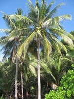 Coconut Palm Tree