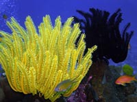 there are hundreds of species of coral at the Similan Islands