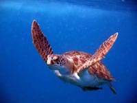 turtles float serenely through the water