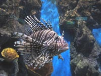 A lionfish at Phuket aquarium